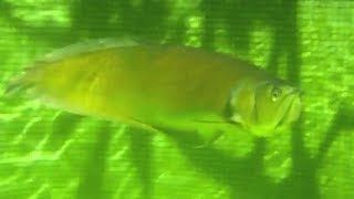 TLs AROWANA DIARY EXTRAVAGANZA Silver GreenRTG JARDINI 2682011 [upl. by Schroder]