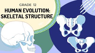 Human Evolution  Skeletal Structure [upl. by Eirovi226]