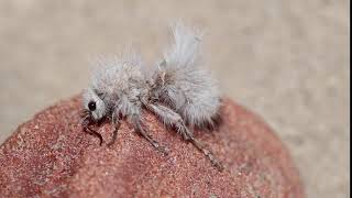 ThistleDown Velvet Ant Is Actually a Type of Wasp [upl. by Shedd]