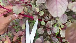 Harvest time  harvesting winter vegetables 🍆 youtube youtubevideo [upl. by Spiers]