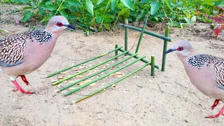 Easy bird trap  Make a bird trap from Visitable Garden [upl. by Rdnaskela2]