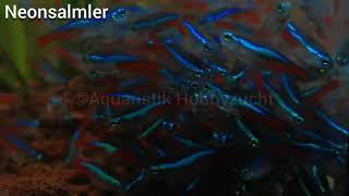 Aquaristik Hobbyzucht  Neonsalmler [upl. by Antone]