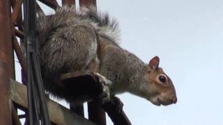 GREY SQUIRREL ALARM CALL [upl. by Collimore]