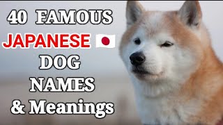 40 Famous Japanese Dogs Names and Meanings Japanese Dog 🐾Names for Female and Male Dogs [upl. by Leziar]