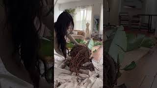 Huge Plant Repotting shorts shortsvideo plants [upl. by Pride]