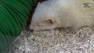 Le Furet Blanc ou le Furet Albinos  Villaverde Pizançon Drôme France [upl. by Arraes]