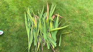 Crocosmia Cutback  September 18 [upl. by Bibby]