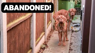 Dogs Rescued After Being Dumped in the Garden of an Abandoned House [upl. by Attlee]