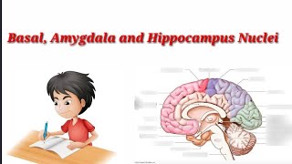 BrainBasal Nuclei Amygdala and Hippocampus Nuclei [upl. by Annis790]