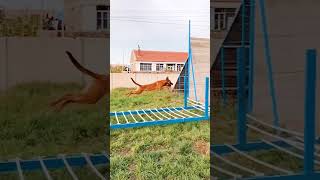 😎The Belgian Malinois jumps🦮 Shorts amazing crazy jump dog [upl. by Raynell]