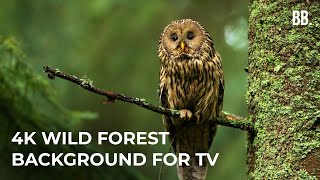 4K Forest amp Wild Sounds  4K Forest Relaxation Film  Forest Wildlife Animals ScreenSaver [upl. by Rivard]