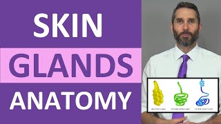 Skin Glands Anatomy Sweat Glands Sebaceous Glands Integumentary System [upl. by Iccir903]