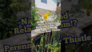 Natural Plant Gum Perennial Sow Thistle [upl. by Serica]