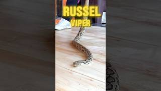 Russel viper  big snake 🐍  minivlog shorts short bigsnake snake [upl. by Asel]