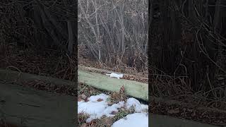 Long tailed weasel visiting [upl. by Paucker]