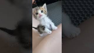 LMAO 🤣 shortvideo funny funnypetschannel catvideos cat petschannel yourcat [upl. by Ydnab]