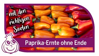 So geht PaprikaAnbau – Paprika Wahnsinn im Oktober [upl. by Ataga238]