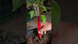 How to grow chilies plant from seeds Growing Chilies peppers from seeds [upl. by Lad]