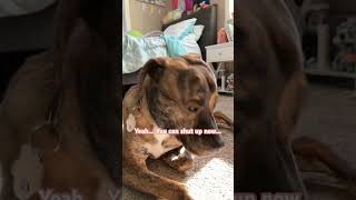 Dogs are silly… dog puppy comedy funny art relatable shorts fyp [upl. by Ainolloppa]