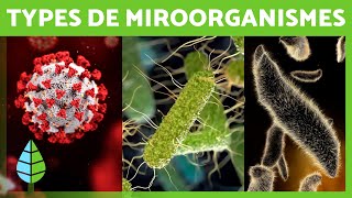 Que sont les MICROORGANISMES  🦠 Bactéries Virus Champignons et Parasites [upl. by Marigolda]