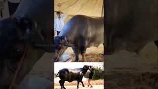 😳எருமையின் விலை ரூ 23 கோடி😱😱 1500 kg buffalo😳 Time Pass Panda YT buffalo record shocking [upl. by Eidnak731]