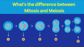 Types of Cell Division  Mitosis Vs Meiosis  Differences [upl. by Aymer71]