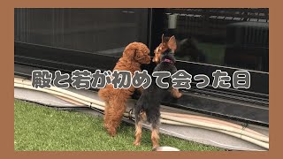 【わんぱくトイプードルお迎え】先住犬のヨークシャーテリア殿と少しずつスキンシップを取るようになるまで [upl. by Drofwarc924]