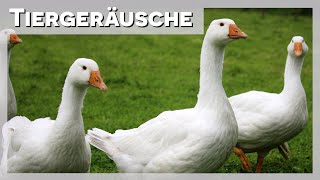 Tiergeräusche  Gans 🪿 [upl. by Ninon677]