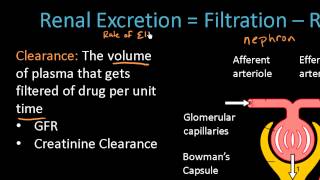 Renal Excretion of Drugs  Pharmacokinetics Lect 13 [upl. by Ssenav]