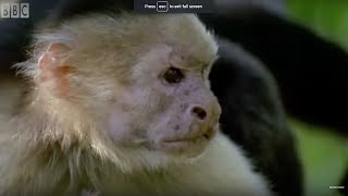 Monkeys Bluff  Clever Monkeys  BBC Earth [upl. by Adidnac]