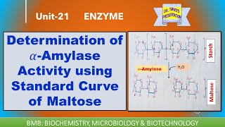 Determination of 𝛼Amylase Activity using Standard Curve of Maltose  DNS Method  Enzymes 21 [upl. by Neural]