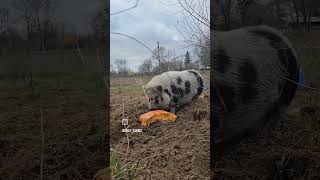 Pumpkins natures best dewormer for the farm homesteadliving farmanimals [upl. by Aicinad169]