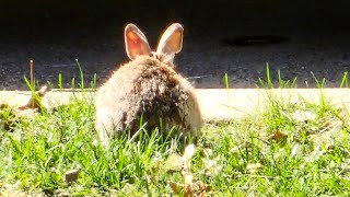 Rabbit eating its dinner NOT being dinner What a cute bugsy bunsy [upl. by Nil891]