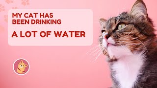 My Cat Has Been Drinking A Lot Of Water 🐱🐾 Cat Owners Guide [upl. by Anairad]