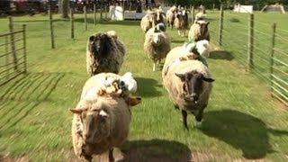 Sheep Racing in Shropshire [upl. by Ainslee]