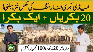 Teddy Goat farming in Pakistan  Kissan Kay Naam  06 Nov 2023 [upl. by Yesiad110]