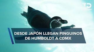 Cinco pingüinos de Humboldt llegan al Zoológico de Chapultepec fueron traídos desde Japón [upl. by Miett]