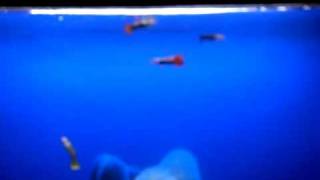 My aquavista 500 wall aquariums [upl. by Hephzibah]