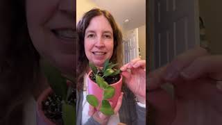 Hoya burtoniae looking so gorgeous in this pot hoyaplant houseplants [upl. by Ranna]