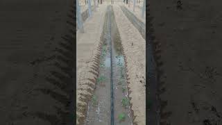 Process of Watering Saplings in a Greenhouse with a Drip Irrigation System [upl. by Adah]