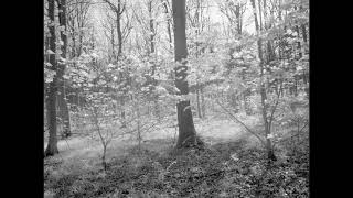 Brocklesby Park and The Mausoleum Woods from Great Limber  infrared [upl. by Gilges]