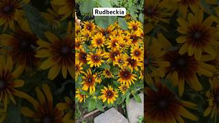 Gloriosa Daisy Rudbeckia shorts garden [upl. by Selym]