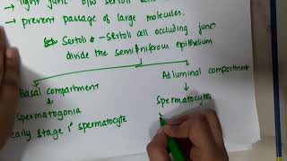 blood testis barrier II physiology mp4 [upl. by Hazem]