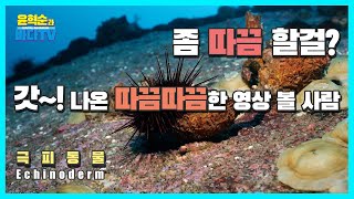 극피 동물Echinoderm [upl. by Valentin998]