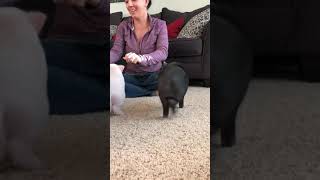 Mini pigs learn to sit and spin So fun working with cute mini pigs [upl. by Finnie]