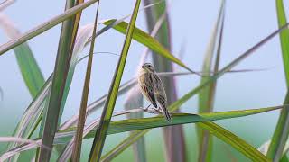 Yellow Breasted Bunting 黃胸鵐 [upl. by Hirsh]