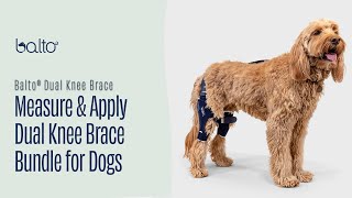 How To Measure and Apply a Advanced Double Knee Brace Dogs [upl. by Tocs715]