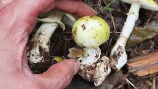 Diferencia la comestible Amanita citrina de la toxica Amanita phalloides Muy iguales Cuidado [upl. by Ahsinod]