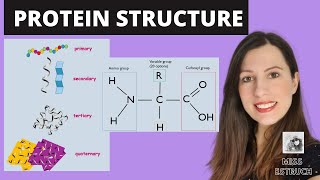 PROTEIN STRUCTURE Amino acid structures Primary secondary tertiary and quaternary proteins [upl. by Enilekaj]