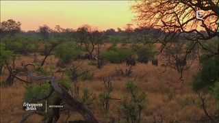 Botswana intense et sauvage  Échappées belles [upl. by Goulden73]